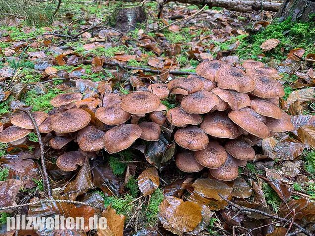 Nadelholzhallimasch, Armillaria ostoyae