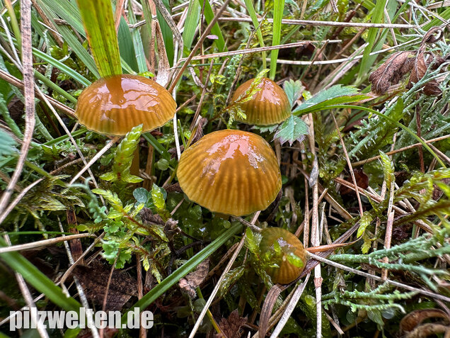Papageigrüner Saftling, Papageiensaftling, Gliophorus psittacinus