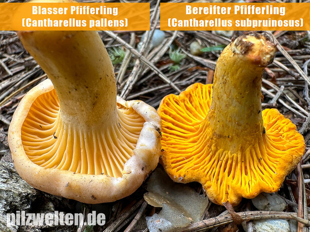 Bereifter Pfifferling, Blasser Nadelwaldpfifferling, Cantharellus subpruinosus