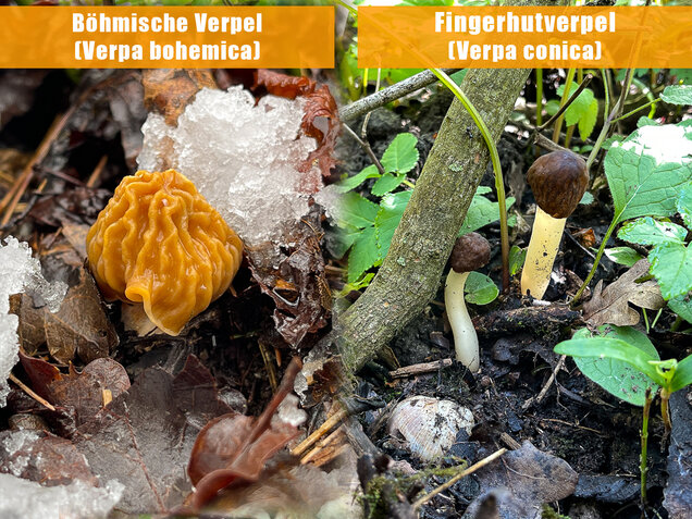 Böhmische Verpel, Verpa bohemica