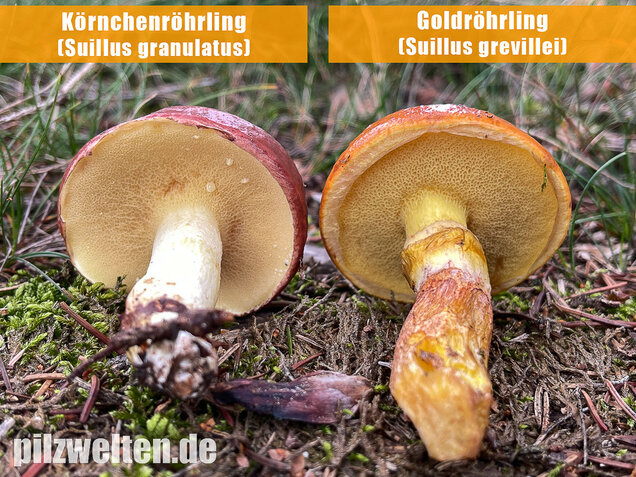 Körnchenröhrling, Suillus granulatus