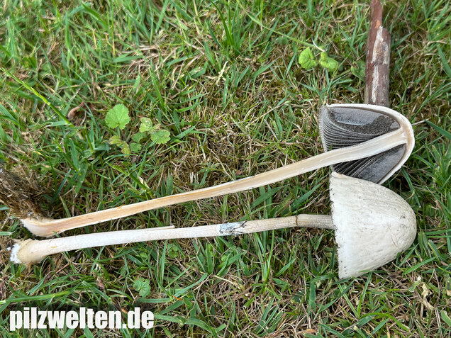 Ringdüngerling, Beringter Düngerling, Panaeolus semiovatus