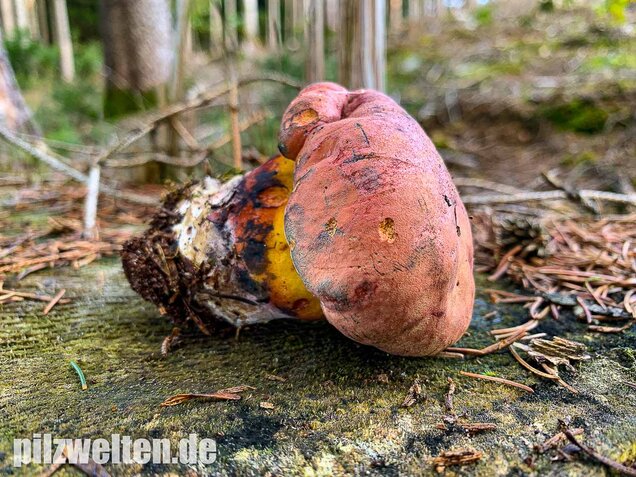 Rosahütiger Schwarzblauender Röhrling
