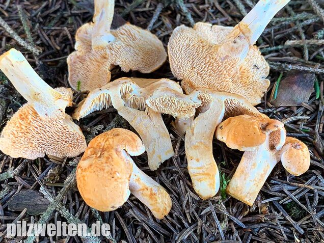 Rostgelber Semmelstoppelpilz, Hydnum rufescens
