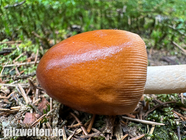 Rotbrauner Scheidenstreifling, Amanita fulva