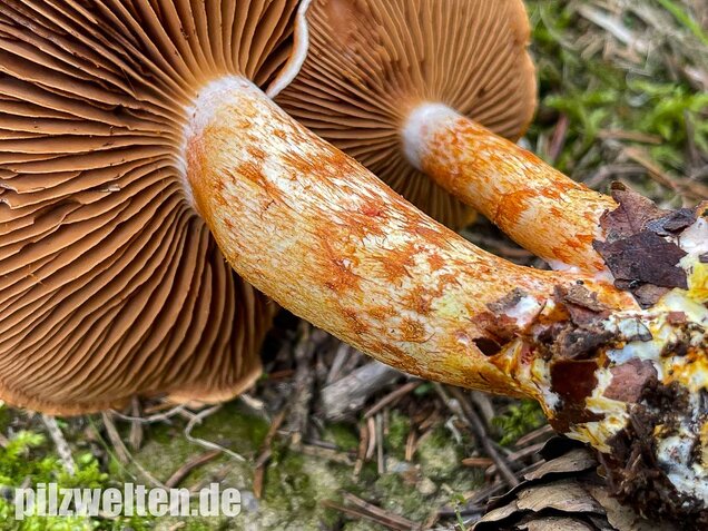 Rotschuppiger Raukopf, Cortinarius bolaris