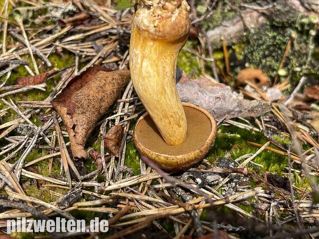 Sandröhrling, Suillus variegatus