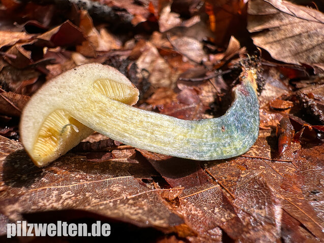 Starkblauender Rotfußröhrling, Xerocomellus cisalpinus