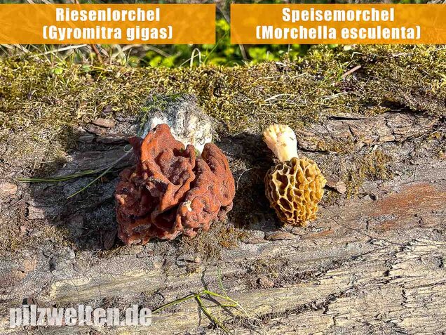 Speisemorchel, Morchella esculenta