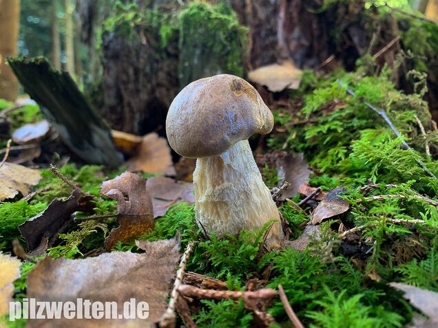 Wollstieliger Raufußröhrling, Leccinum cyaneobasileucum
