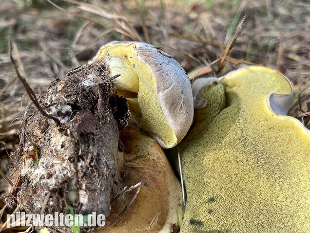 Wurzelnder Bitterröhrling, Caloboletus radicans