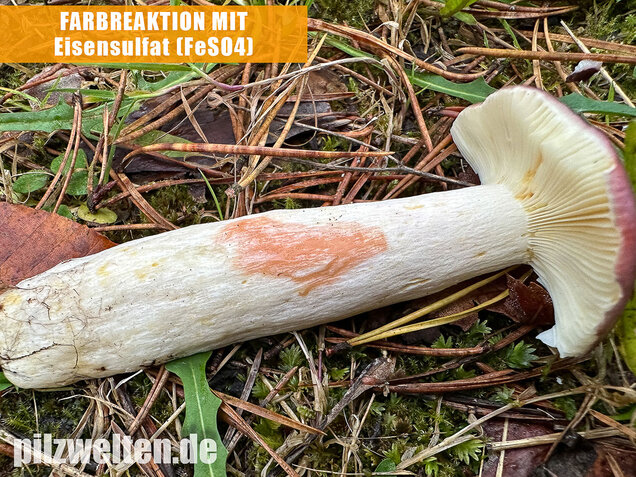 Zedernholz-Täubling, Heimtückischer Täubling, Russula badia