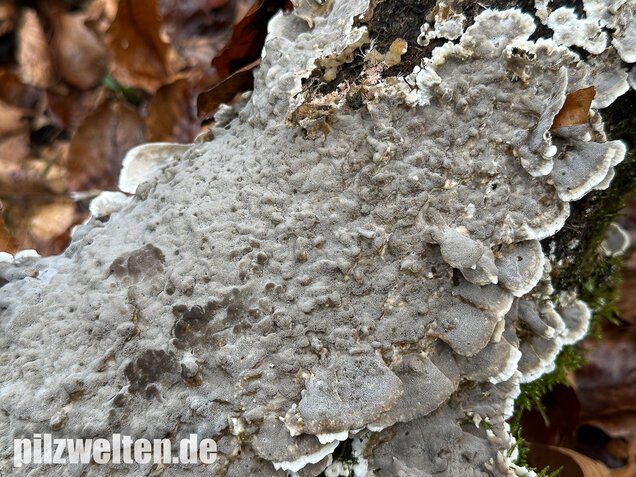 Angebrannter Rauchporling, Bjerkandera adusta