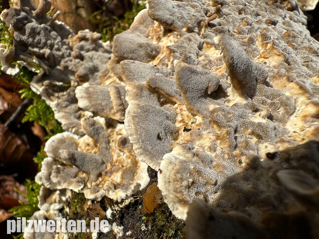 Angebrannter Rauchporling, Bjerkandera adusta