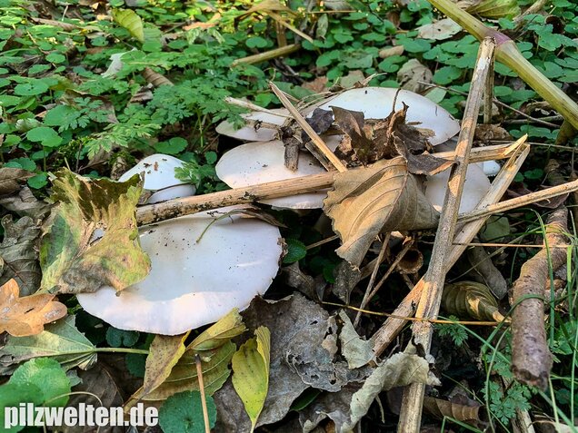 Dünnfleischiger Anischampignon, Agaricus silvicola