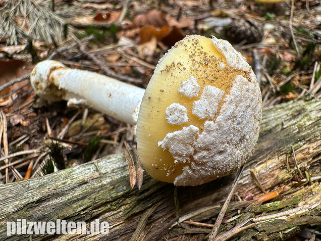Narzissengelber Knollenblätterpilz, Amanita gemmata