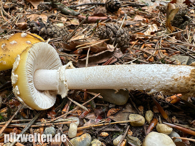 Narzissengelber Knollenblätterpilz, Amanita gemmata