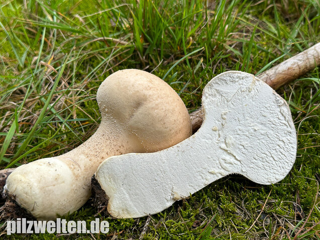 Beutelstäubling, Lycoperdon excipuliforme