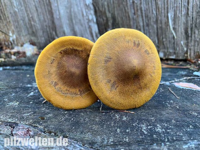 Blutblättriger Hautkopf, Cortinarius semisanguineus