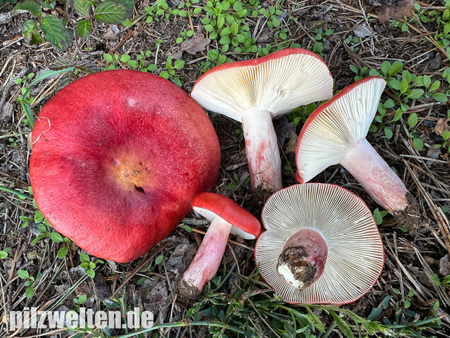 Blutroter Täubling, Bluttäubling, Russula sanguinaria