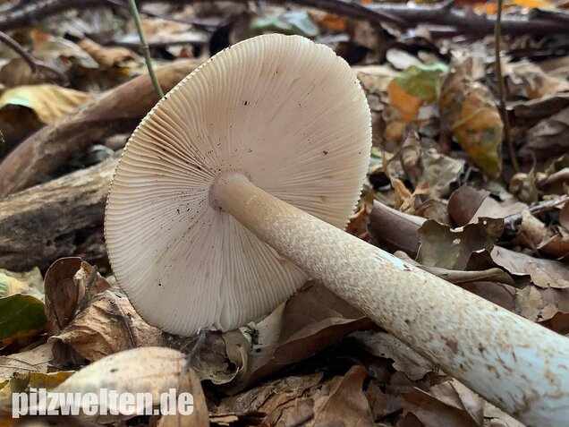 Dickscheidiger Scheidenstreifling, Amanita pachyvolvata