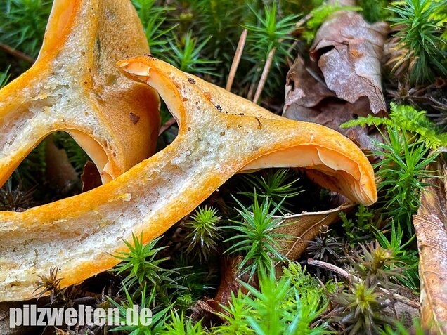 Fichtenreizker, Lactarius deterrimus