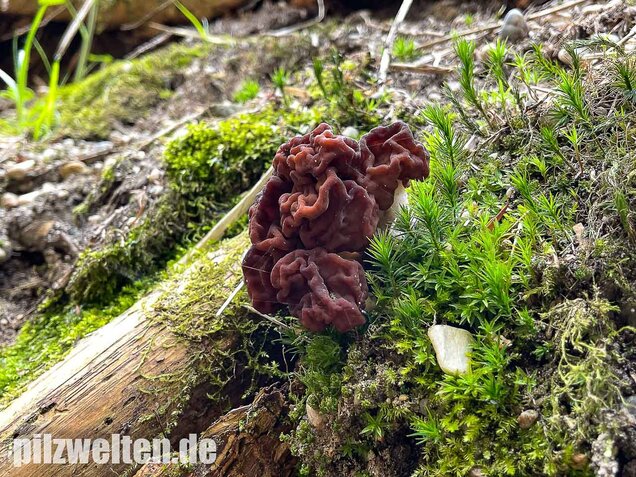 Frühjahrslorchel, Giftlorchel, Gyromitra esculenta
