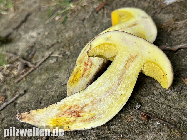 Gehämmerter Röhrling, Hemileccinum depilatum