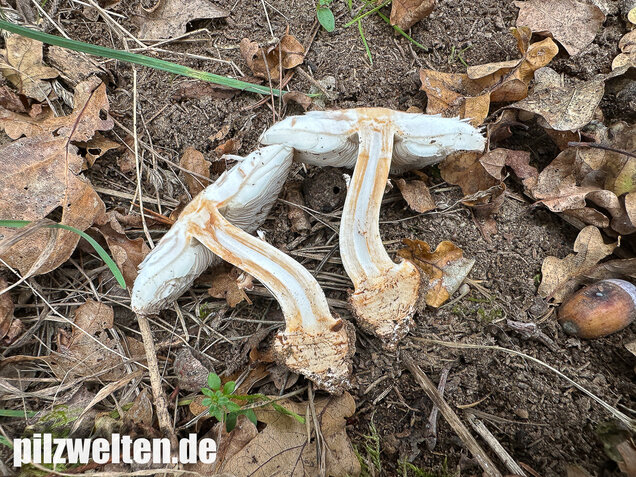 Gerandetknolliger Safranschirmling, Chlorophyllum brunneum