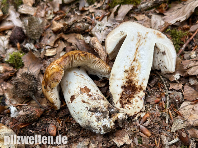 Gilbender Stinktäubling, Russula subfoetens