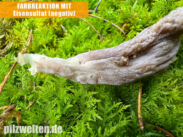 Graue Koralle, Grauer Keulenpilz, Clavulina cinerea
