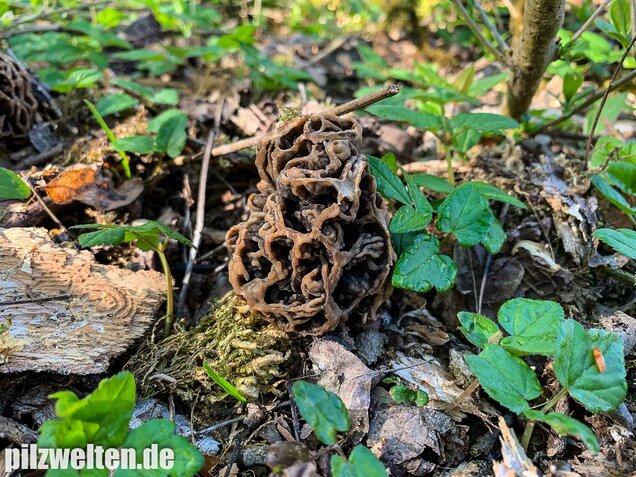 Graue Speisemorchel, Morchella vulgaris