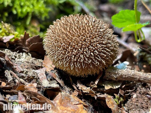 Igelstäubling, Lycoperdon echinatum