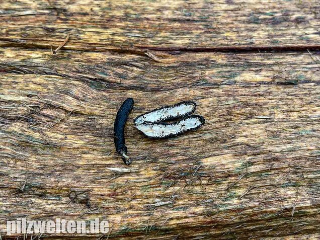 Langstielige Holzkeule, Xylaria longipes