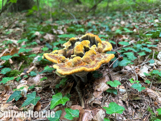 Nadelholzbraunporling, Phaeolus schweinitzii