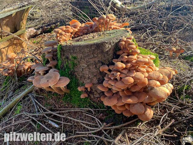 Nadelholzhallimasch, Armillaria ostoyae