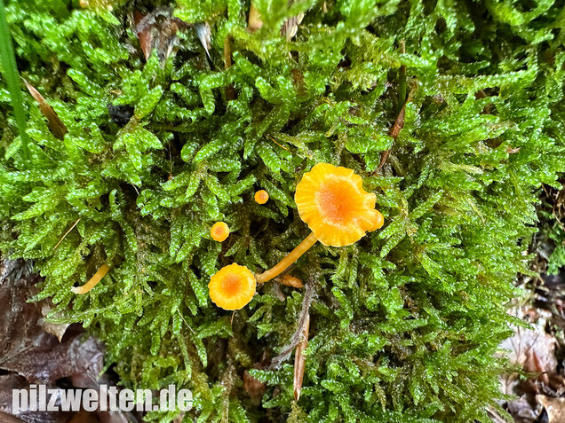 Orangeroter Heftelnabeling, Gelber Moosnabeling, Rickenella fibula