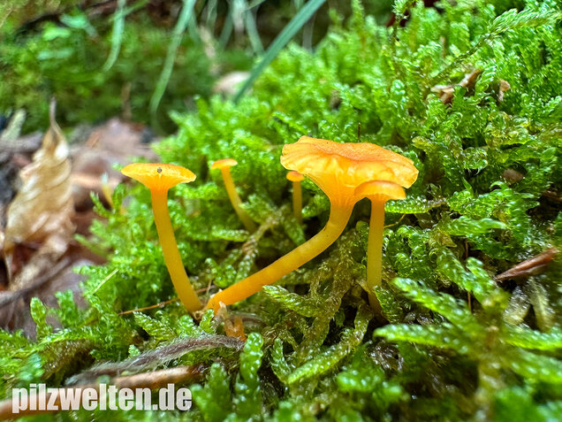 Orangeroter Heftelnabeling, Gelber Moosnabeling, Rickenella fibula