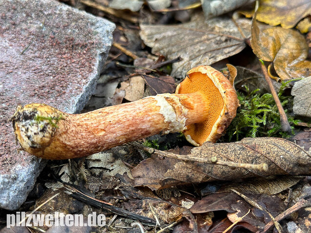 Rostroter Lärchenröhrling, Suillus tridentinus