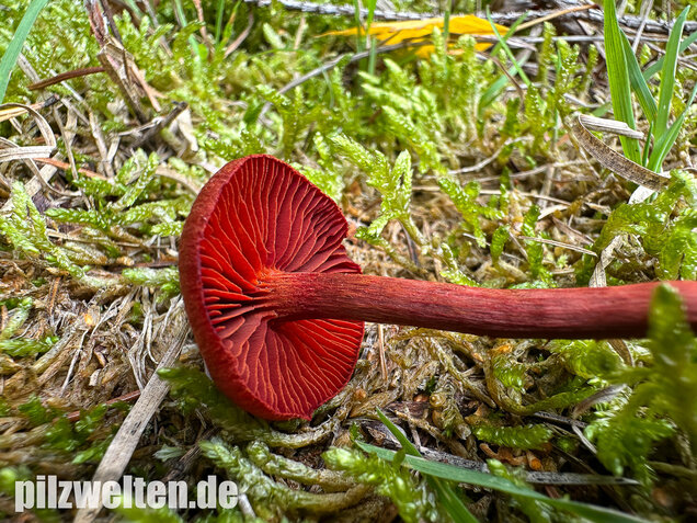 Blutroter Hautkopf, Bluthautkopf, Cortinarius sanguineus