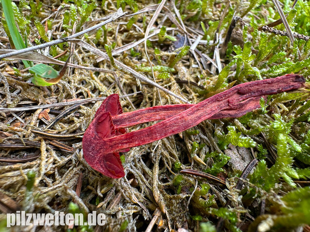 Blutroter Hautkopf, Bluthautkopf, Cortinarius sanguineus