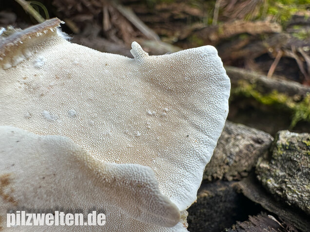 Schmetterlingstramete, Turkey tail mushroom, Trametes versicolor