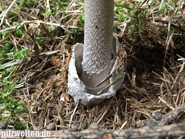 Silbergrauer Scheidenstreifling, Amanita argentea