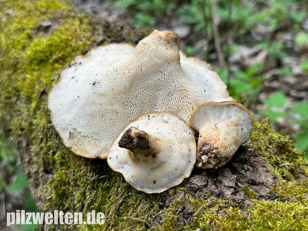 Sklerotienporling, Polyporus tuberaster