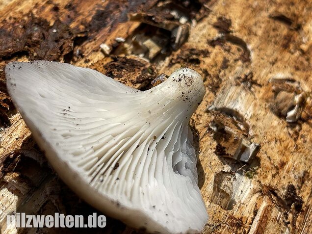 Sommer-Austernseitling, Pleurotus ostreatus forma florida