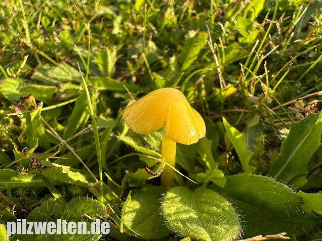 Safrangelber Saftling, Hygrocybe acutoconica