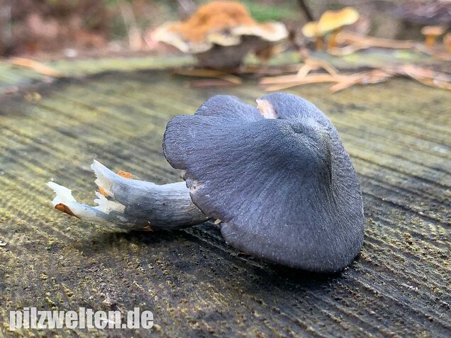 Stahlblauer Rötling, Entoloma nitidum
