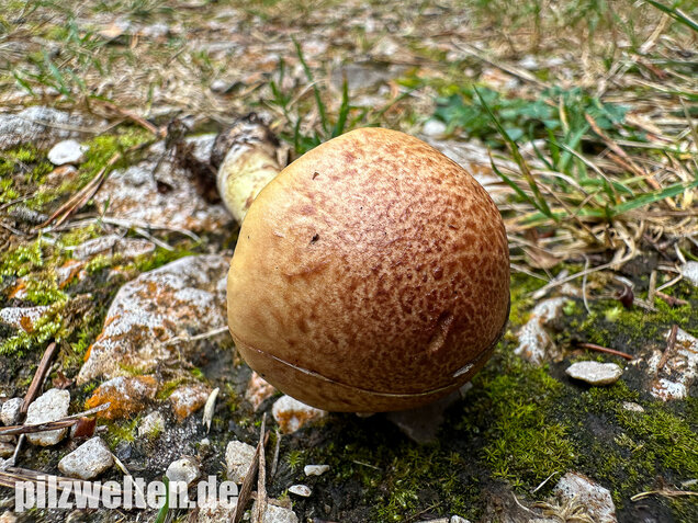Stinkender Schleimkopf, Gelber Schleimkopf, Phlegmacium mussivum