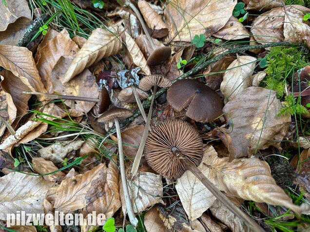 Traniger Rötling, Gebrechlicher Glöckling, Entoloma hirtipes