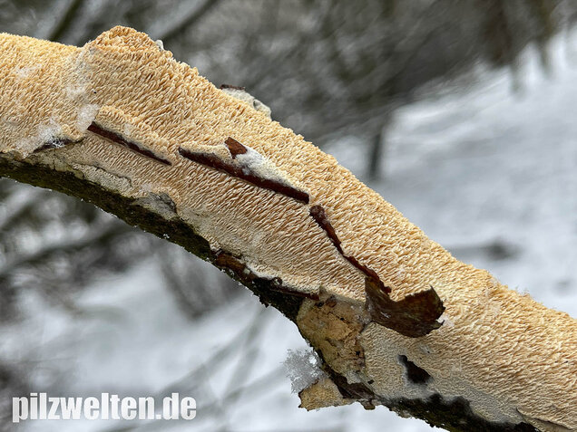 Veränderlicher Spaltporling, Schizopora paradoxa